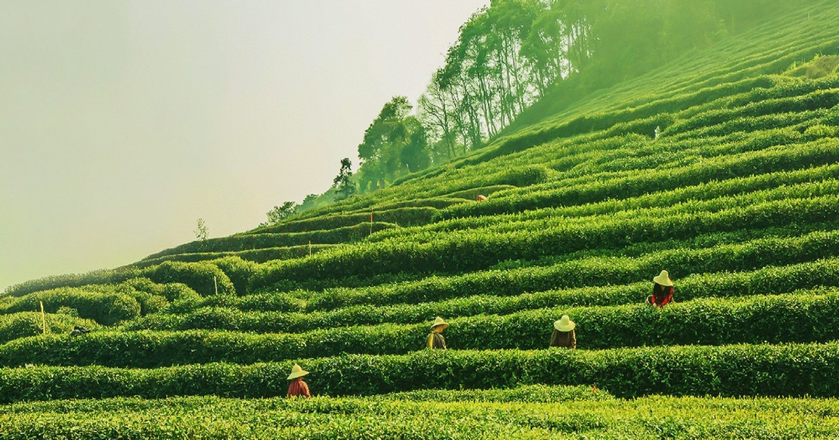 Dấu ấn sáng tạo trong phát triển sản phẩm và thương hiệu chè ở Lâm Đồng